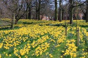 Slope covered in Daffodils in Sefton Park, Liverpool
