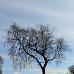 Tree in Sefton Park, Liverpool