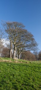 Sefton Park Trees