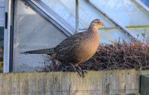 A female pheasant photographed on Christmas Eve 2016 standing on a fence in front of a green house