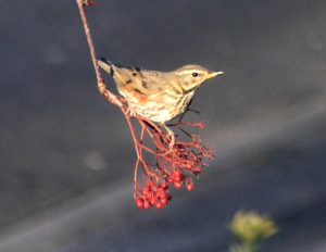 A redwing standing at the end of a branch with red berries